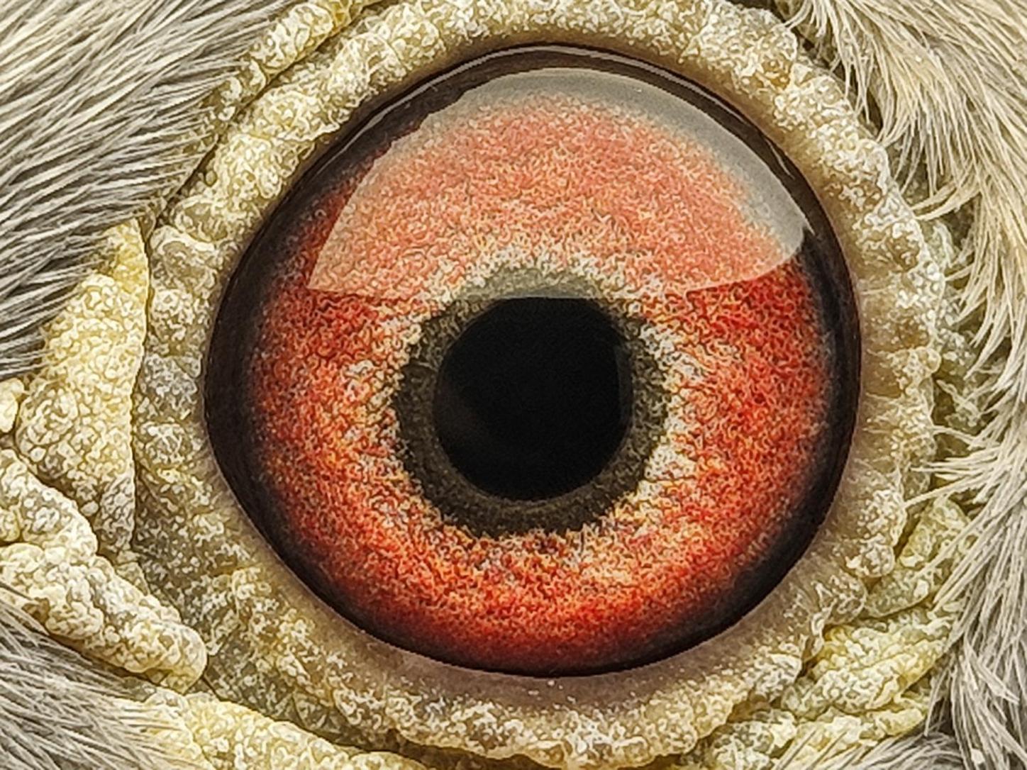Pigeon eye